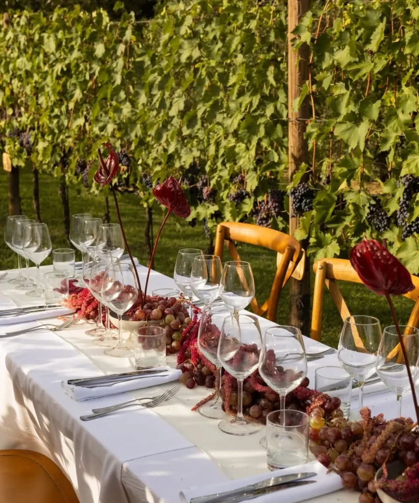 A table set with grapes and glasses beside the vines